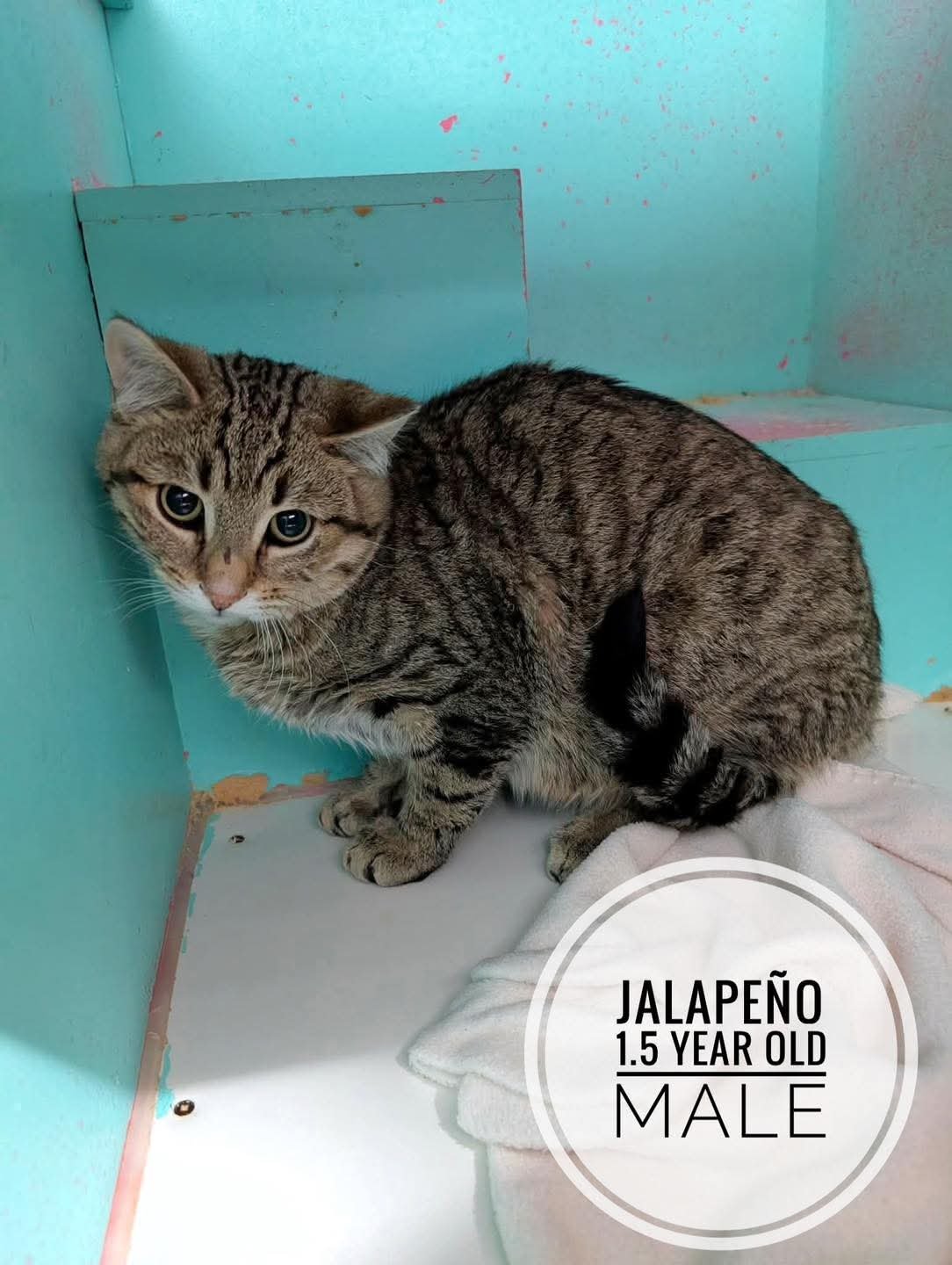 Jalapeño — 1.5-year-old male tabby barn cat at Saving Grace Animal Society