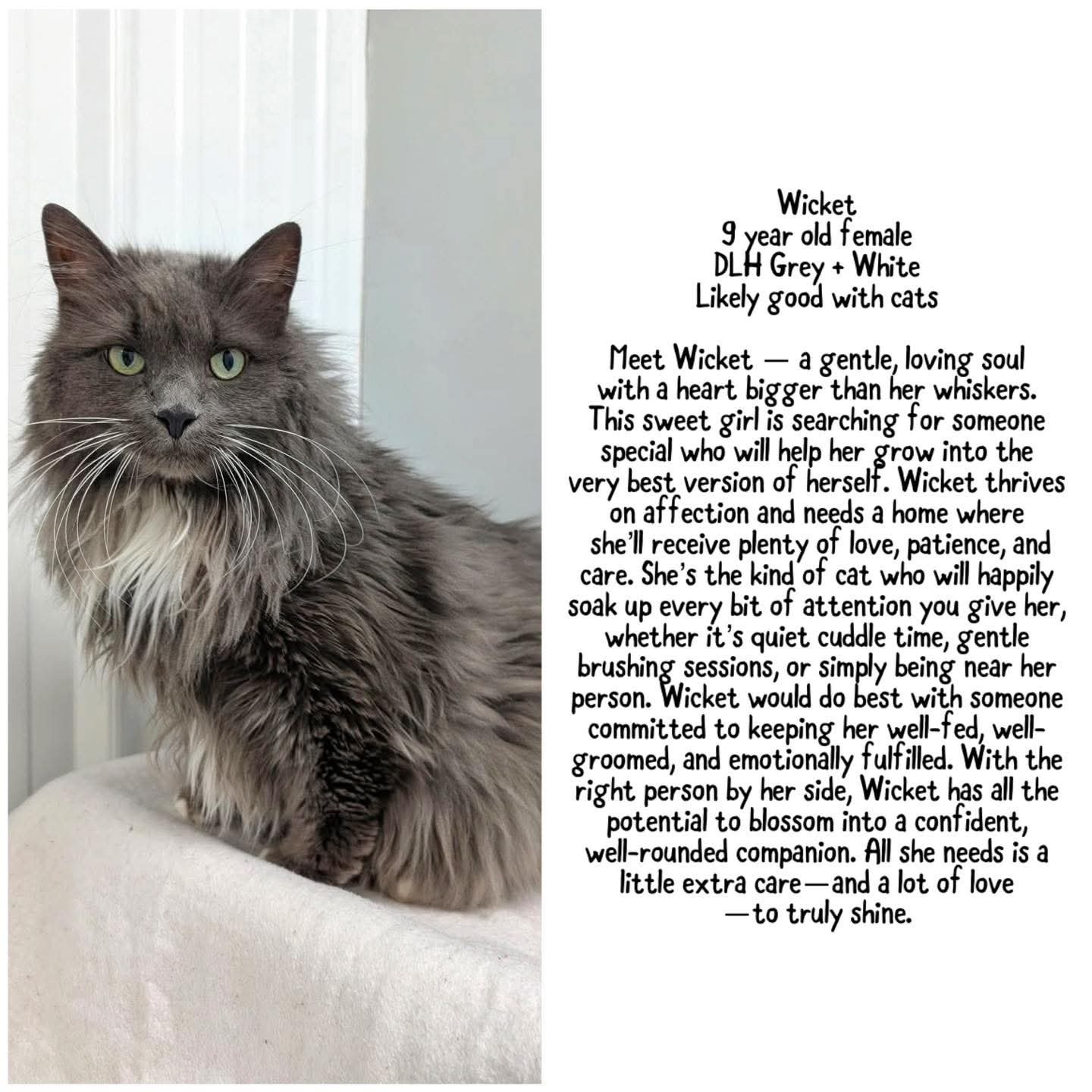 Wicket — 9-year-old female long-haired grey cat at Saving Grace Animal Society