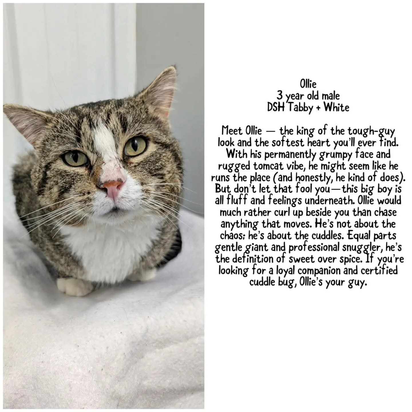 Saving Grace's Ollie: A Tomcat With a Grumpy Face and the Softest Heart in Alix