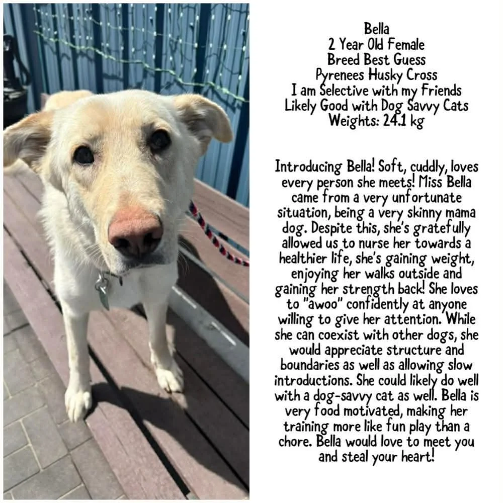Three Stories From Saving Grace: Bella, Solei, and Jyn