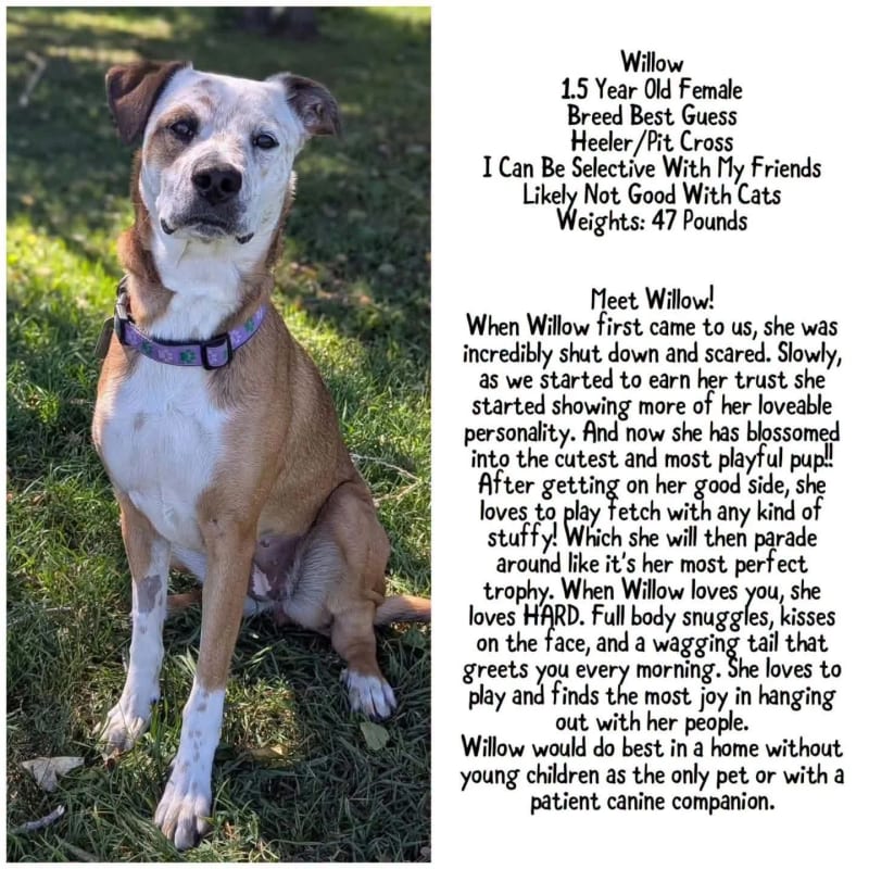 Willow